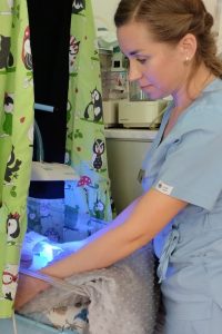 12 травня – Міжнародний день медичної сестри: турбота, що рятує життя
